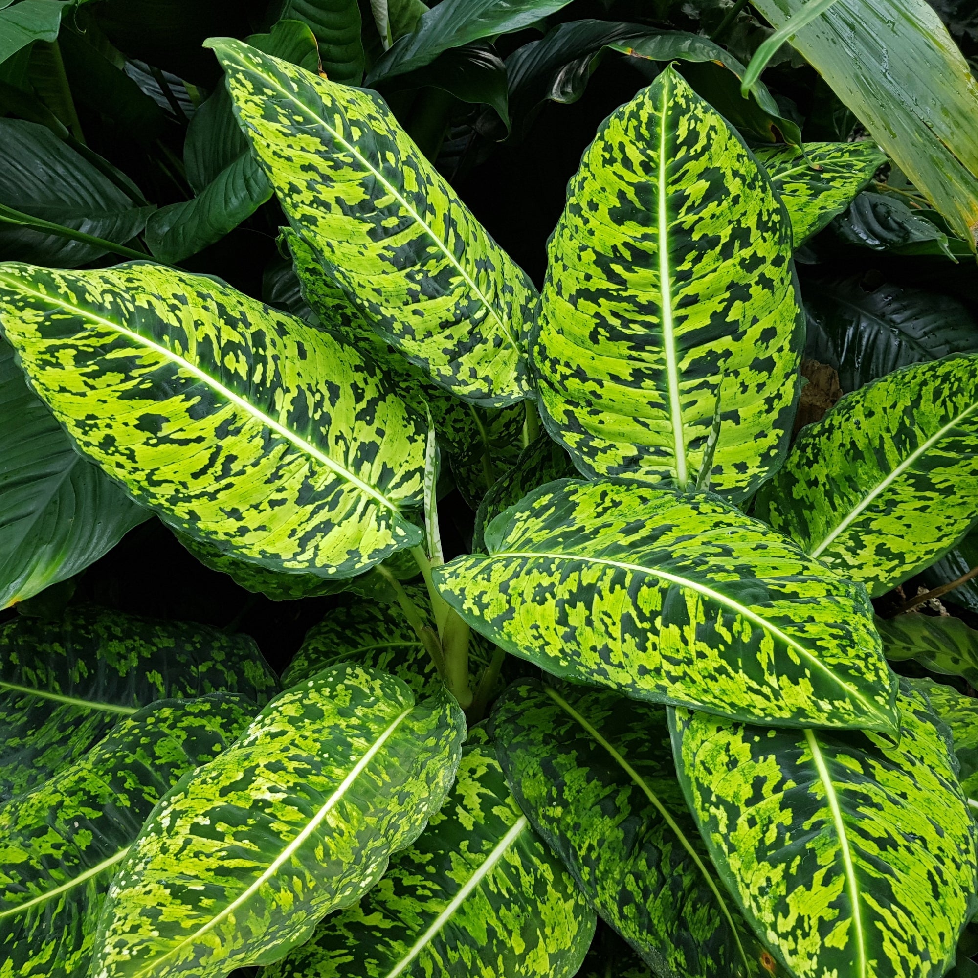 Dieffenbachia Seguine 'Aurora'