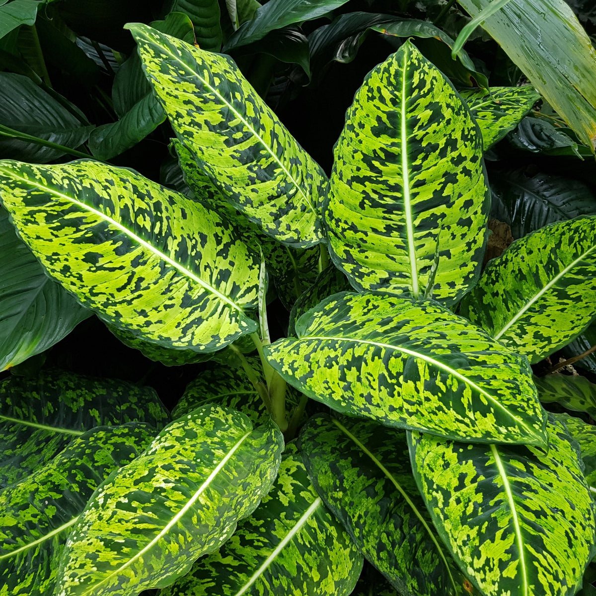 Dieffenbachia Seguine 'Aurora'