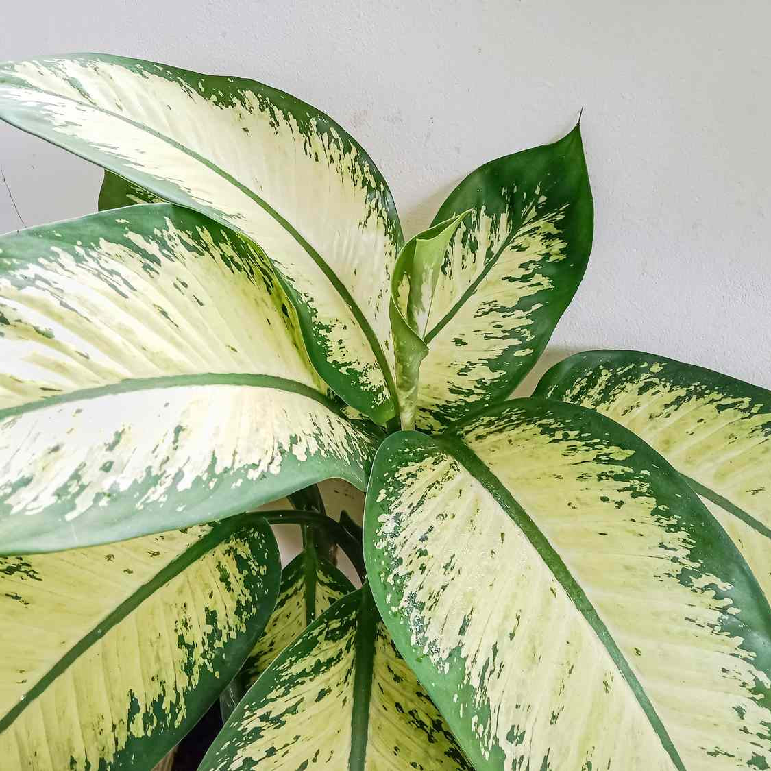 Dieffenbachia 'Delilah' Live Plant