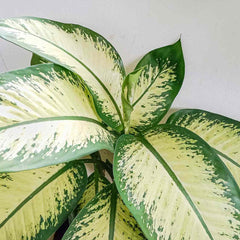 Dieffenbachia 'Delilah' Live Plant