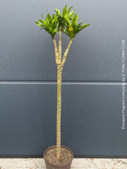 Organically cultivated Dracaena Marginata, potted in a self-mixed well drained substrate with compost. A healthy, slow-growing houseplant for semi-sunny indoor spaces; for sale at TOMs FLOWer CLUB.