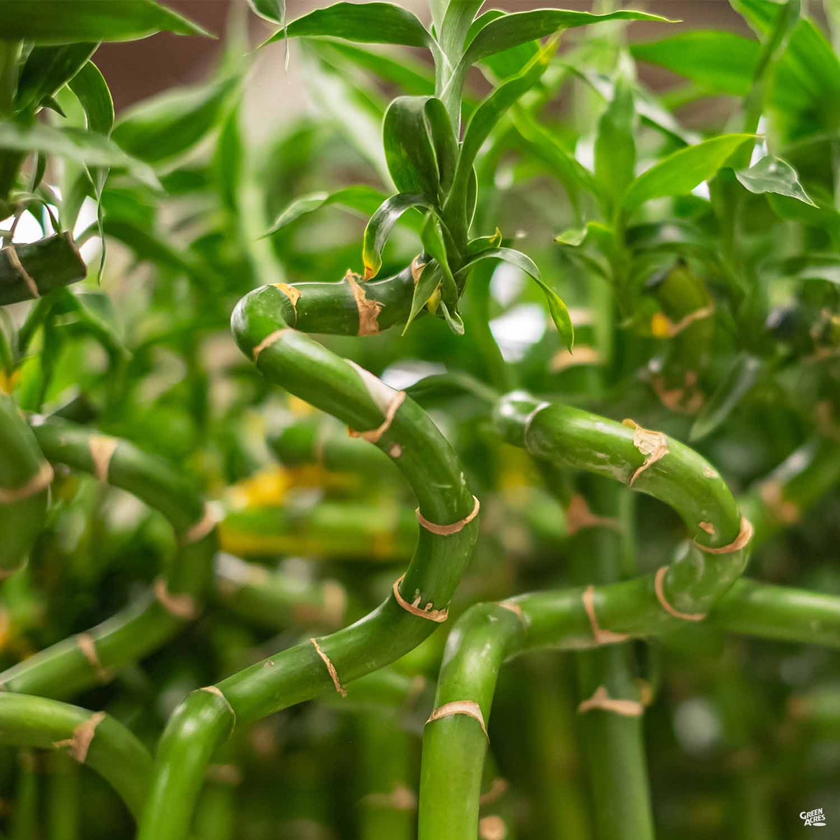 Lucky Bamboo