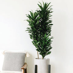 Janet Craig Dracaena-Dracaena compacta 'Janet Craig'
