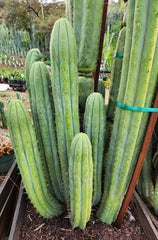 #EC240 EXACT Trichocereus Pachanoi Cactus Cutting 7-8"-Cactus - Large - Exact-The Succulent Source