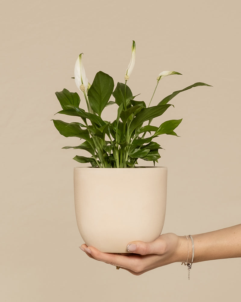 Eine Hand hält eine Einblattpflanze mit drei weißen Blüten in einem beigen Keramiktopf vor einem schlichten beigen Hintergrund.