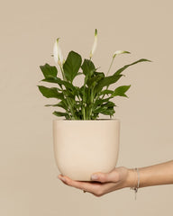 Eine Hand hält eine Einblattpflanze mit drei weißen Blüten in einem beigen Keramiktopf vor einem schlichten beigen Hintergrund.