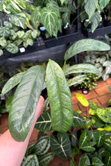 Epipremnum_giganteum_variegata_online_sydney