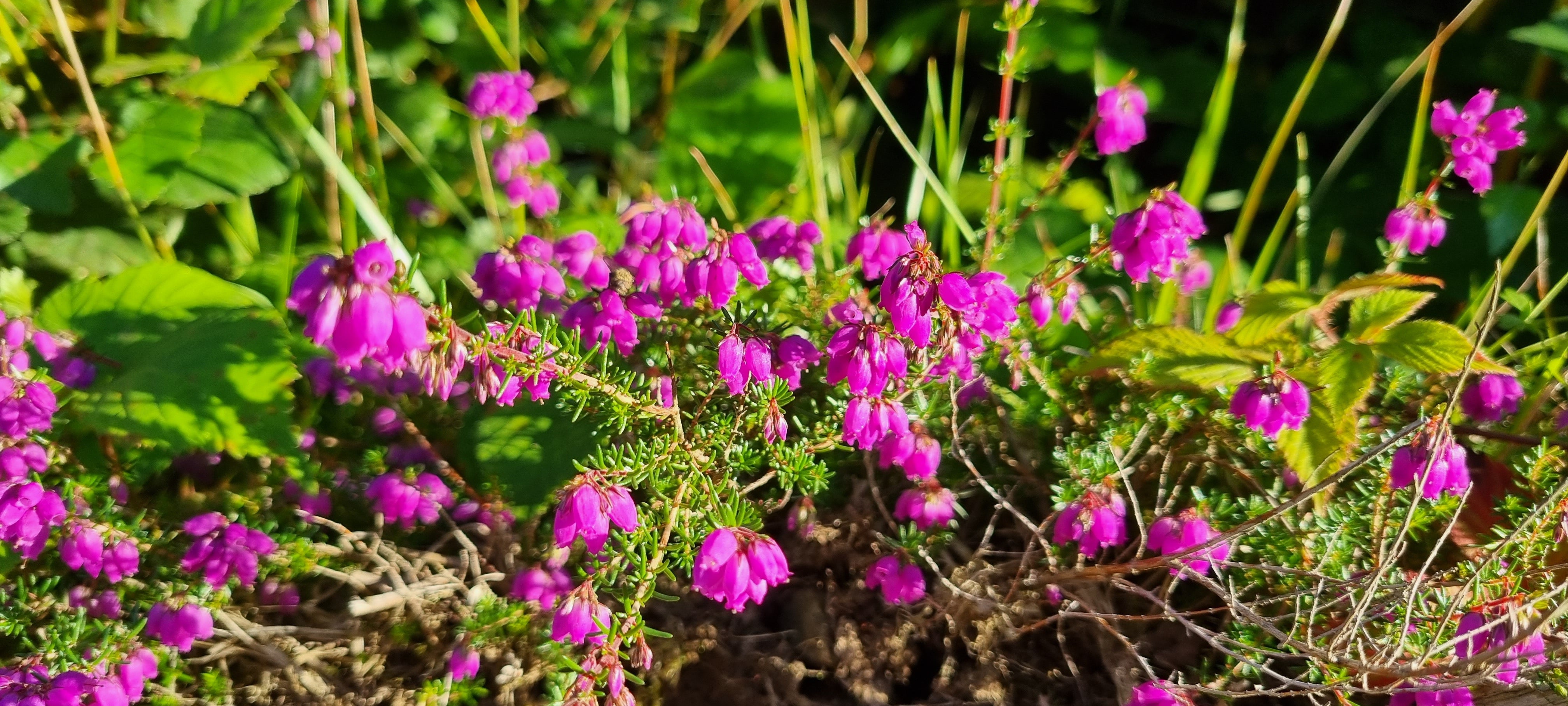 BELL HEATHER  Erica cinerea