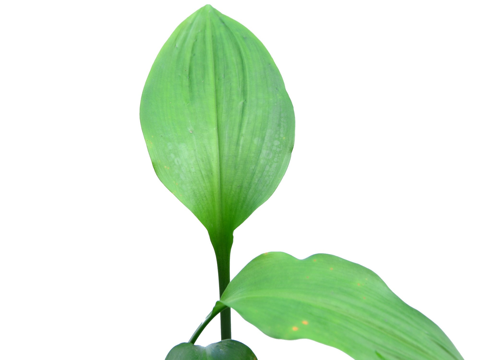 Eucharis moorei