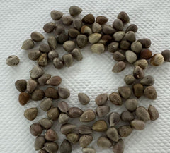 Euphorbia trichadenia seeds