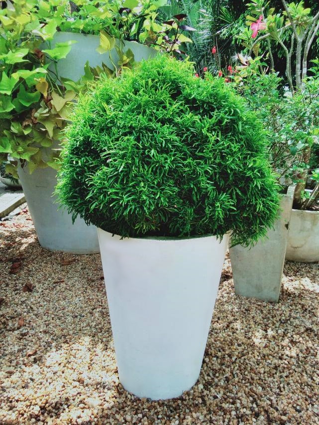 Evodia Green Plant in Titanium Finished Cement Pot