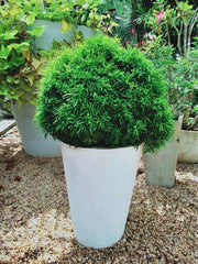 Evodia Green Plant in Titanium Finished Cement Pot