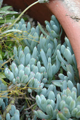 Blue Chalk Sticks Senecio