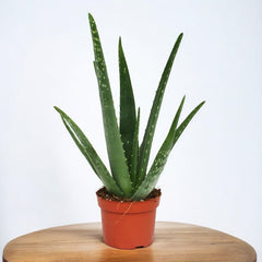 Aloe Vera Barbadensis - Planta minune (varsta 3 ani)