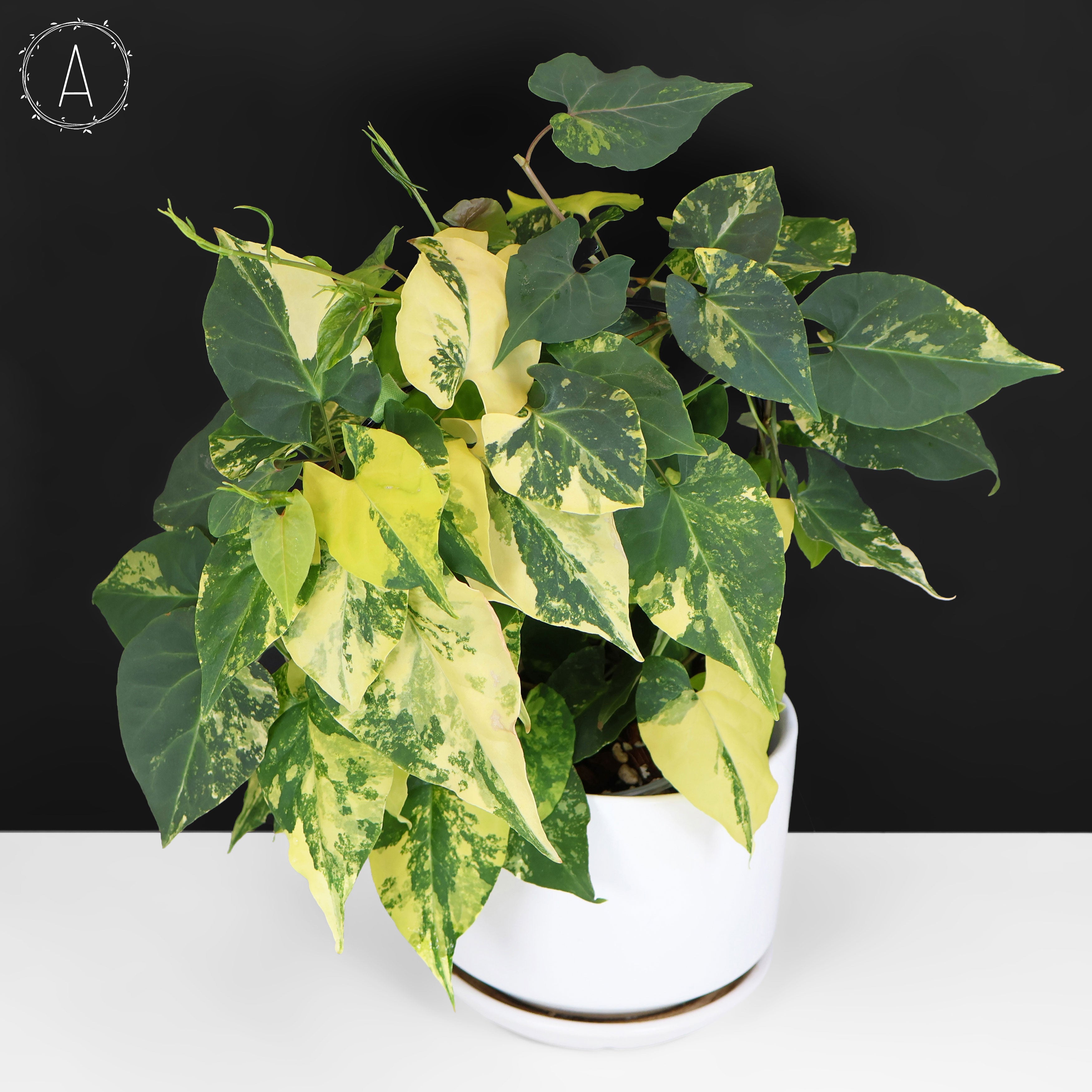 Fallopia Multiflora Aurea Variegated