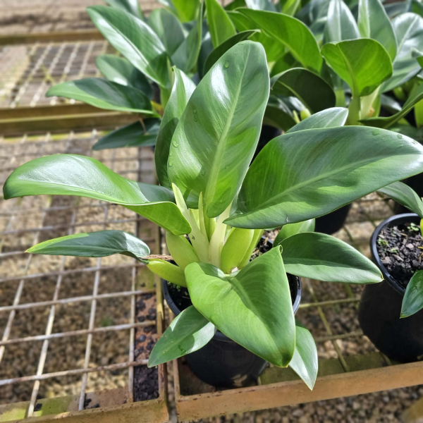 Philodendron martianum (Fat boy)