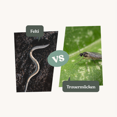 Felti - gegen Trauermücken