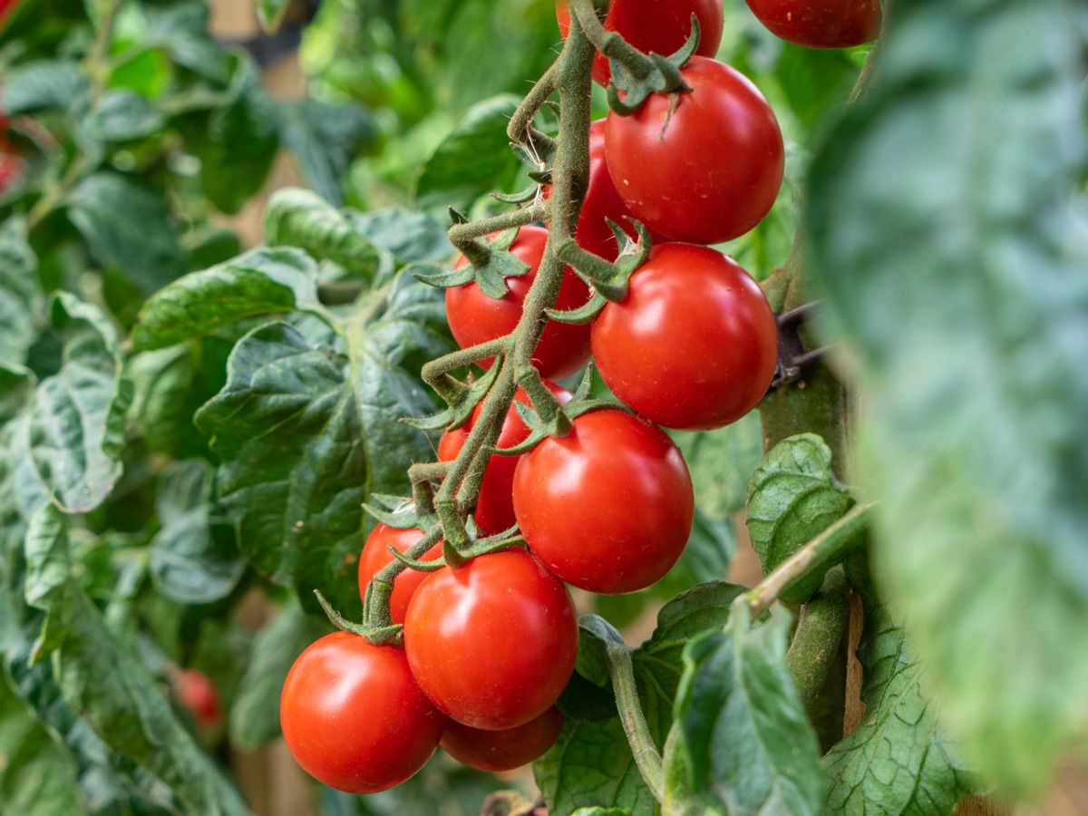 Tomato 'Philamina'