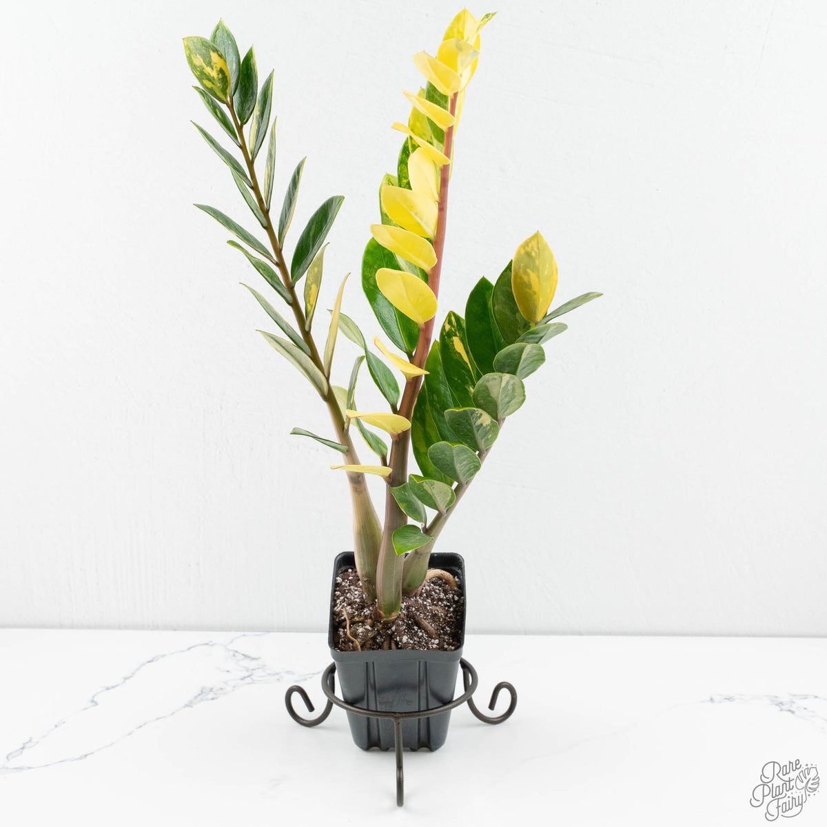 Zamioculcas zamifolia 'ZZ' aurea variegated *Growers Choice*