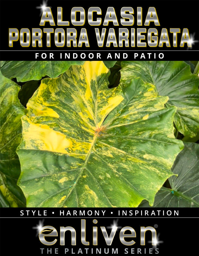 Alocasia Portora Variegata - SALE