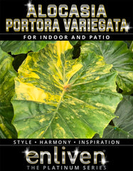 Alocasia Portora Variegata - SALE