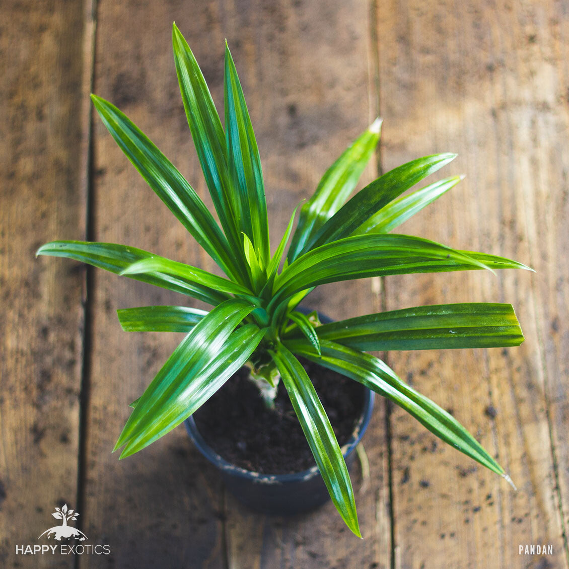 Pandan-Pflanze | Pandanus Amaryllifolius | Seltene Rampé-Blätter