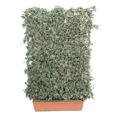 Hecke am laufenden Meter® BALKON - Hedera helix - Efeu in Sorten