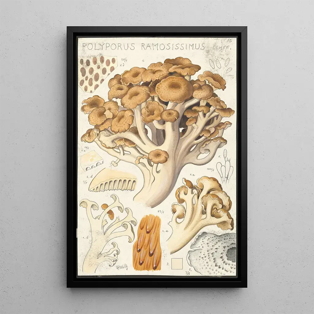 Hans Walty - Polyporus ramosissimus Schff.webp