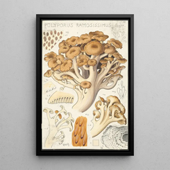 Hans Walty - Polyporus ramosissimus Schff.webp