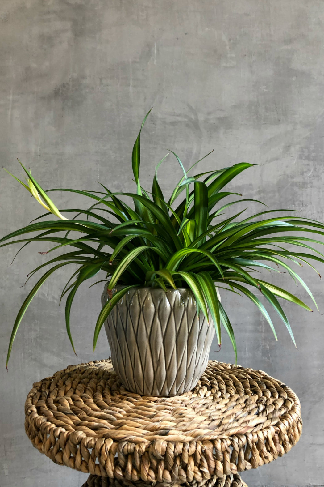 6" Clorophytum 'Hawaiian' Spider Plant