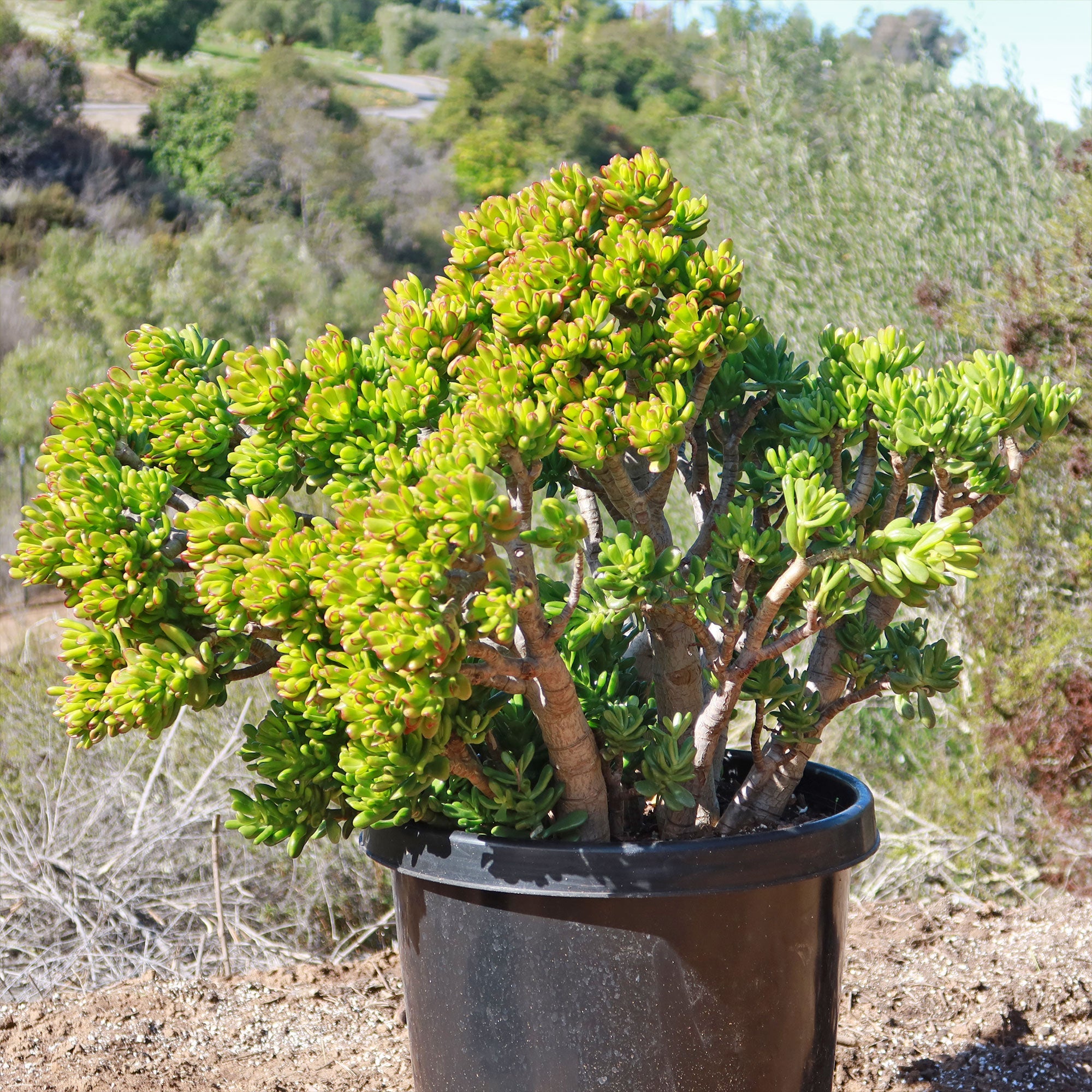 Jade Bonsai Tree—Crassula ovata 'Hobbit' with thick green leaves in a black plastic pot outdoors, surrounded by dry soil and greenery.
