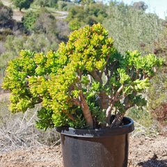 Jade Bonsai Tree—Crassula ovata 'Hobbit' with thick green leaves in a black plastic pot outdoors, surrounded by dry soil and greenery.