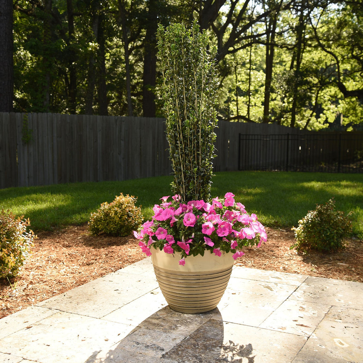 Sky Pencil Holly shrub in a garden setting with a columnar shape and dark green foliage, displayed in a beige pot alongside a pink flowering plant.
