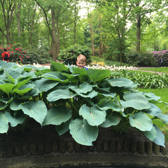 Giant Hosta