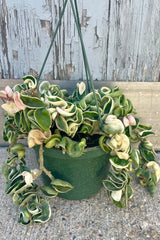 Photo of a Hoya carnosa compacta variegated in front of a gray wall ©Sprout Home ©Sprout Home