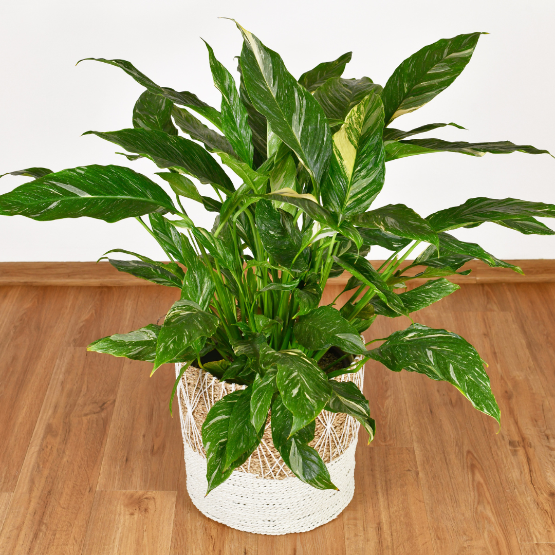 Variegated Spathiphyllum Domino indoor plant