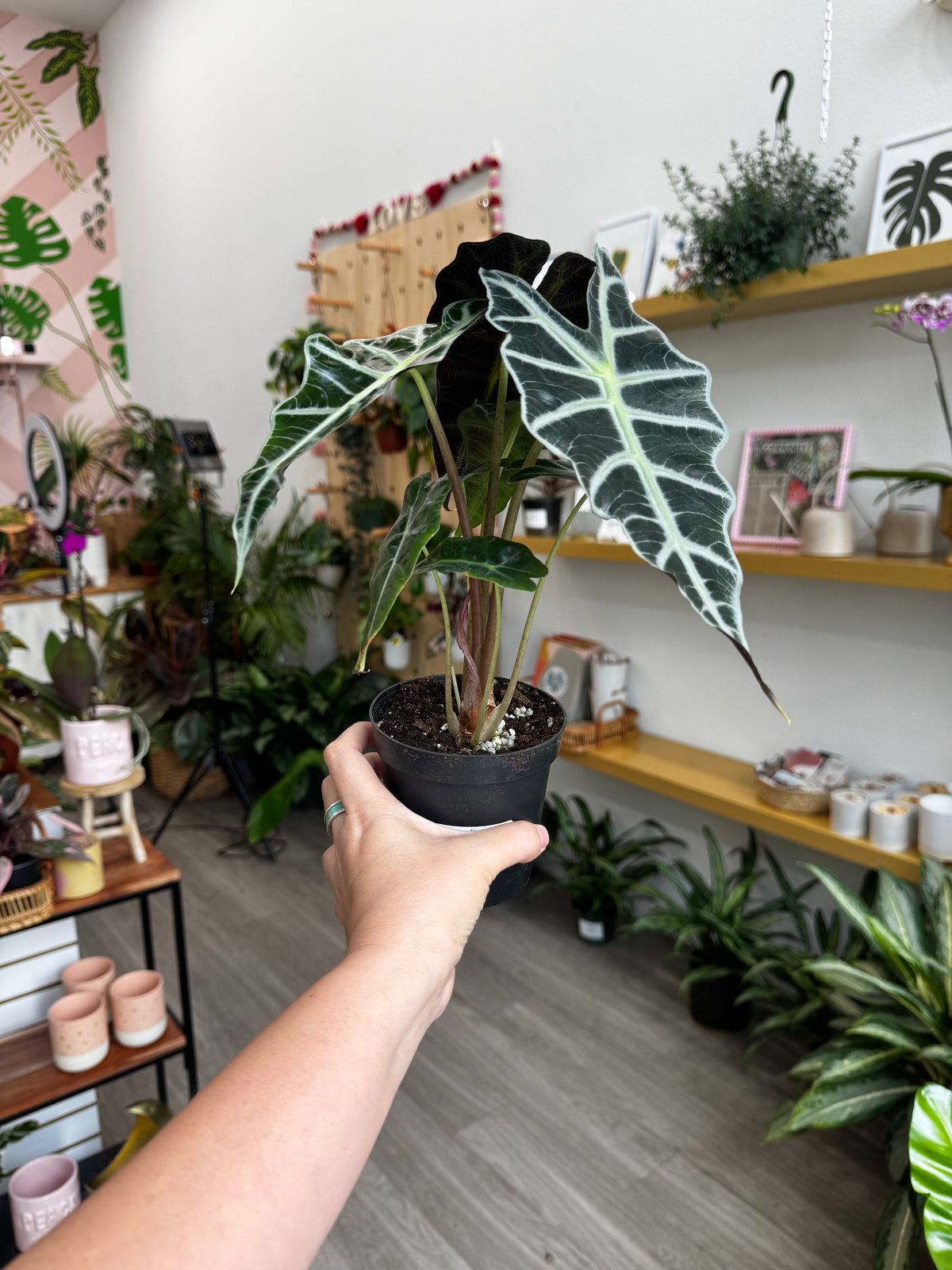 4" Alocasia Polly