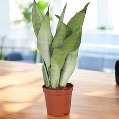 Sansevieria 'Moonshine' (2 plants/pot) – hardy plant with silvery foliage