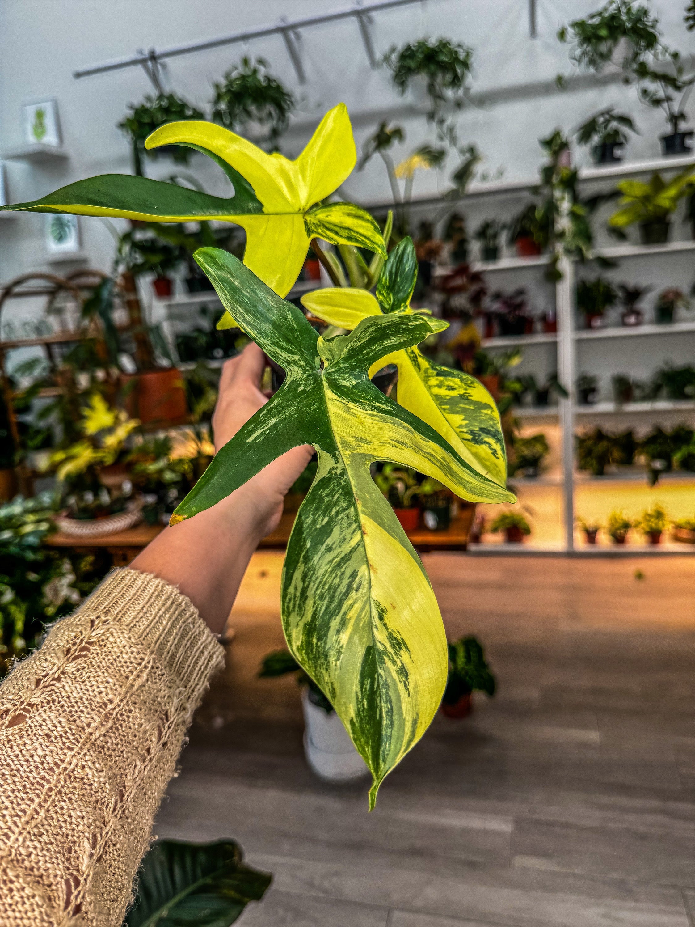 Philodendron Florida Beauty Variegated 4”