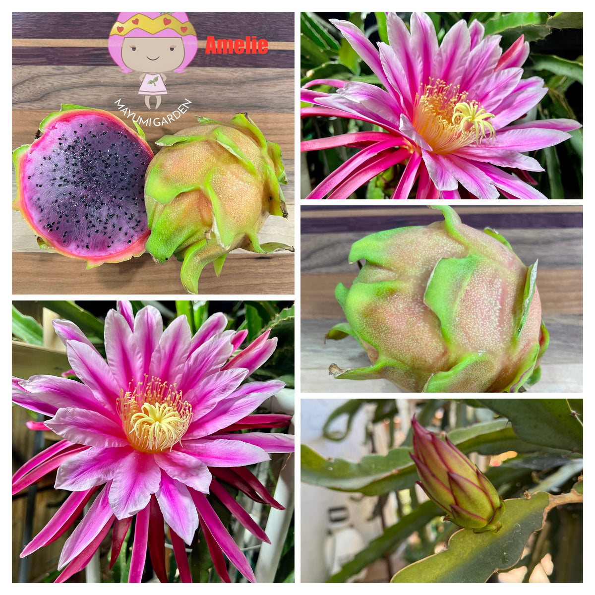 Amelie (Don Burnett ‘s hybrid) dragon fruit cutting (12") and rooted plant
