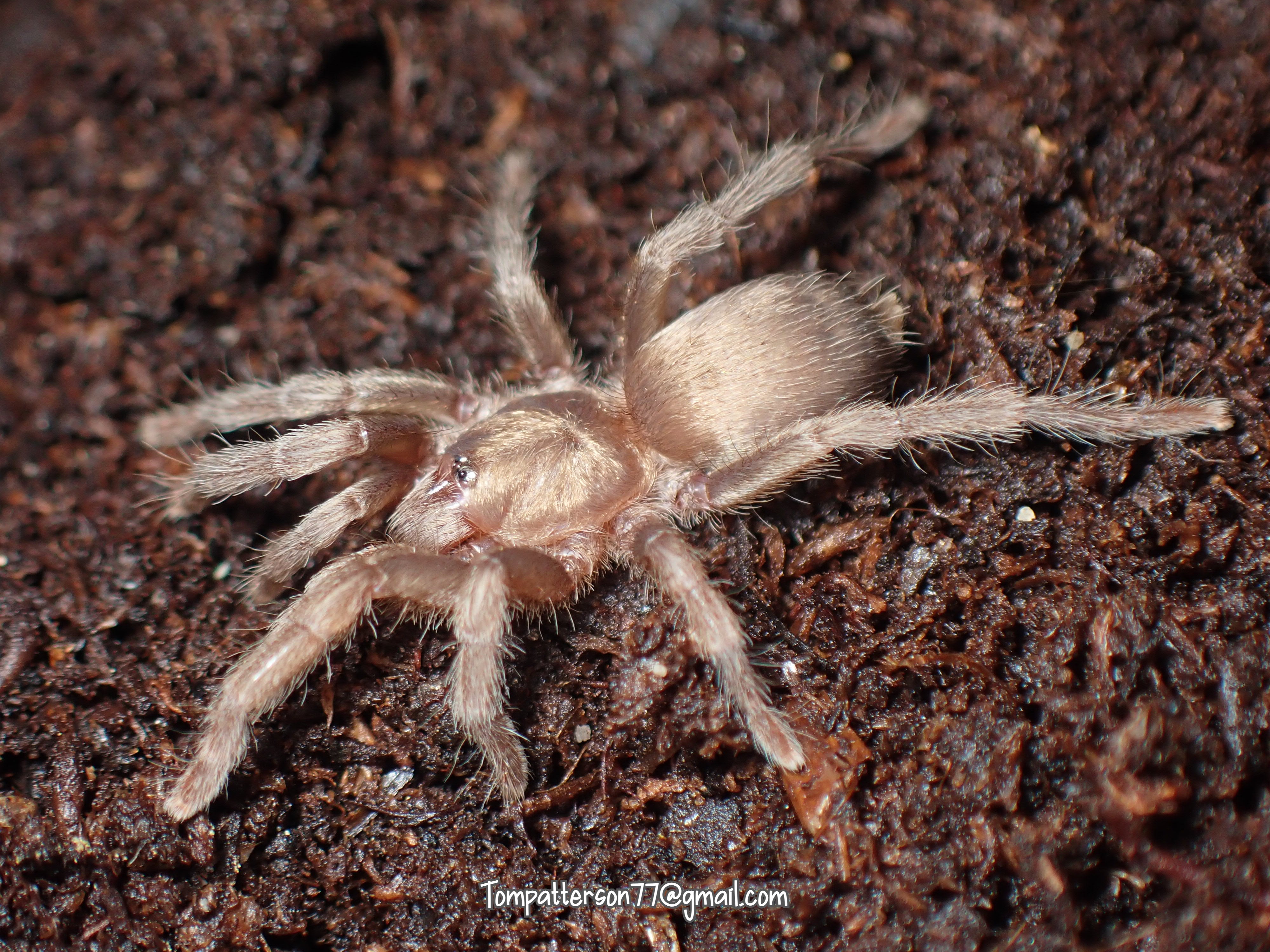 Chaetopelma karlamani 1/2”