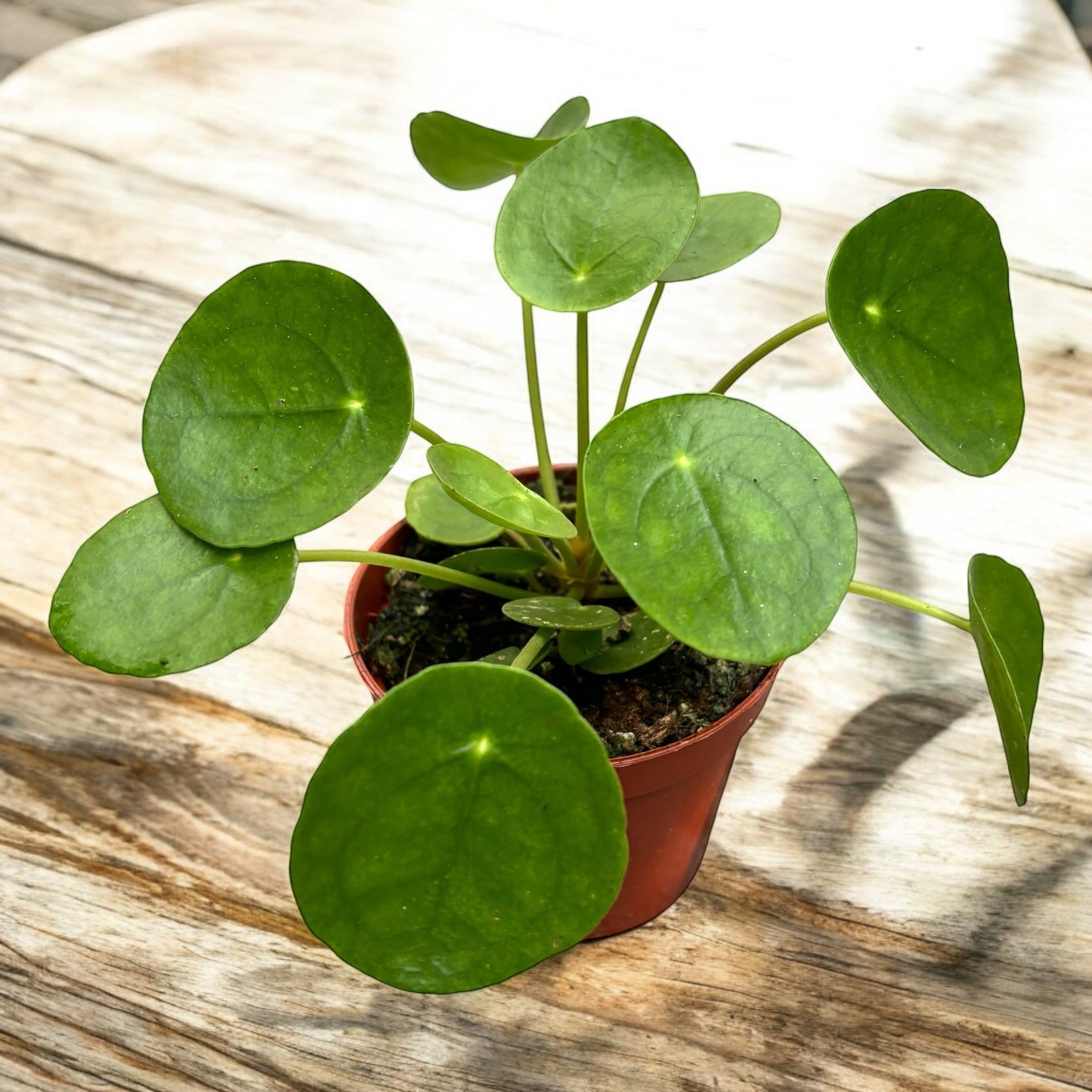 Pilea peperomioides – planta moneda china, decorativa y fácil de cuidar