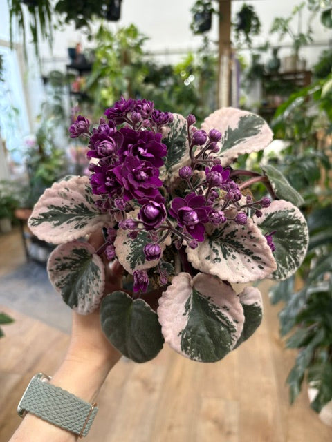 Saintpaulia variegata
