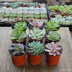 Echeveria Assorted Packs - 4 Inch | Pack | Harddy