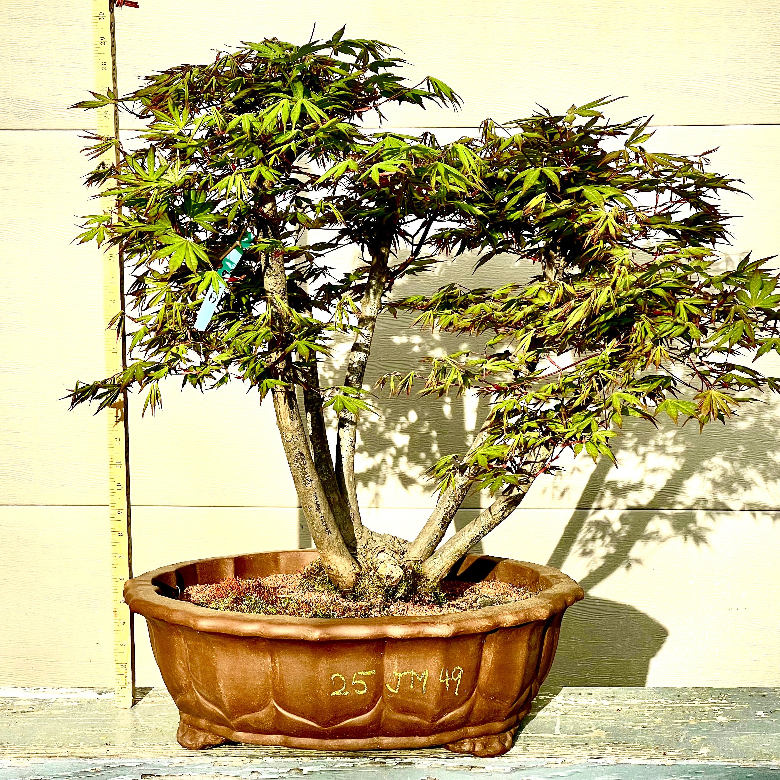 Japanese Maple Bonsai Tree 25JM49