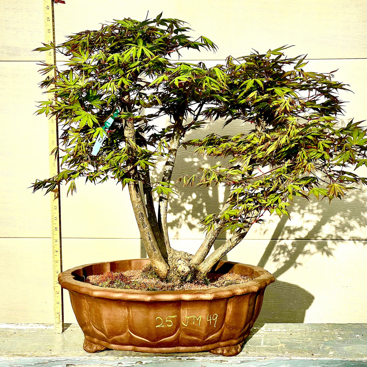 Japanese Maple Bonsai Tree 25JM49