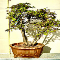 Japanese Maple Bonsai Tree 25JM49