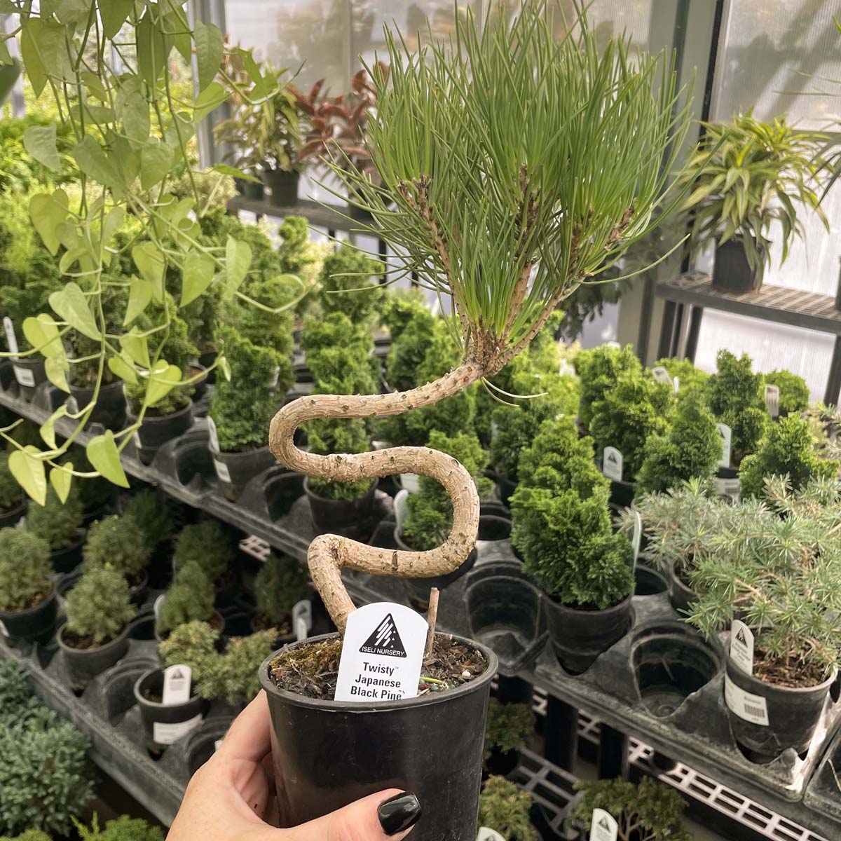 Twisty Japanese Black Pine