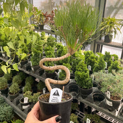 Twisty Japanese Black Pine
