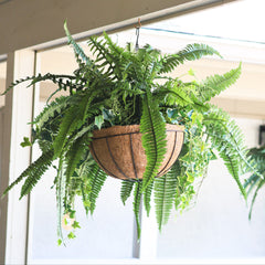 Boston Fern and Ivy Hanging Basket with Chain